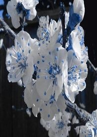 姐姐不说话[骨科]